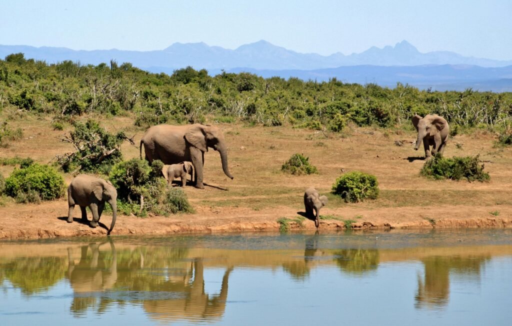 A herd of African elephants by a waterhole reflecting lush greenery and distant mountains.