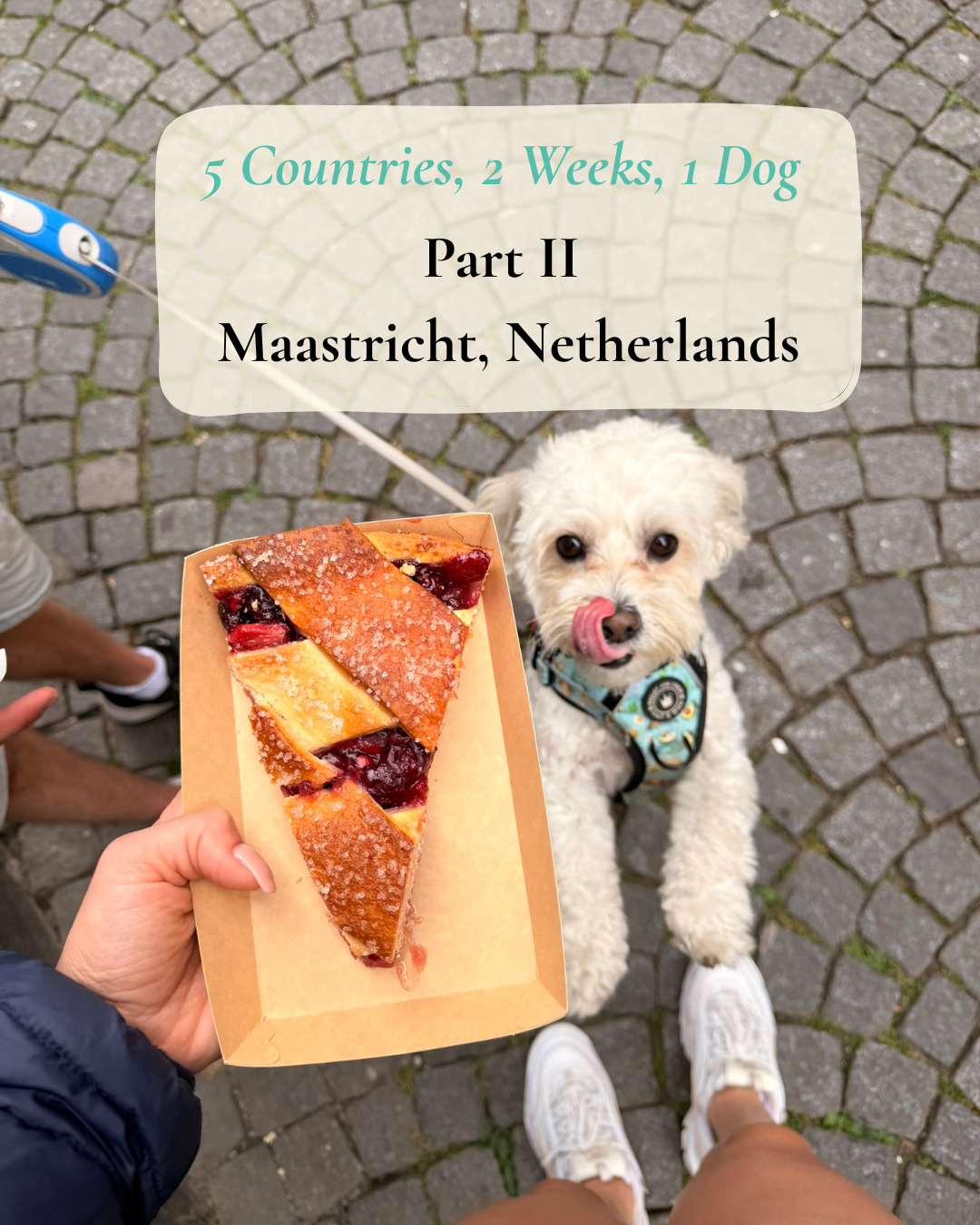 5 Countries, 2 Weeks, 1 Dog - Part II: Maastricht, Netherlands