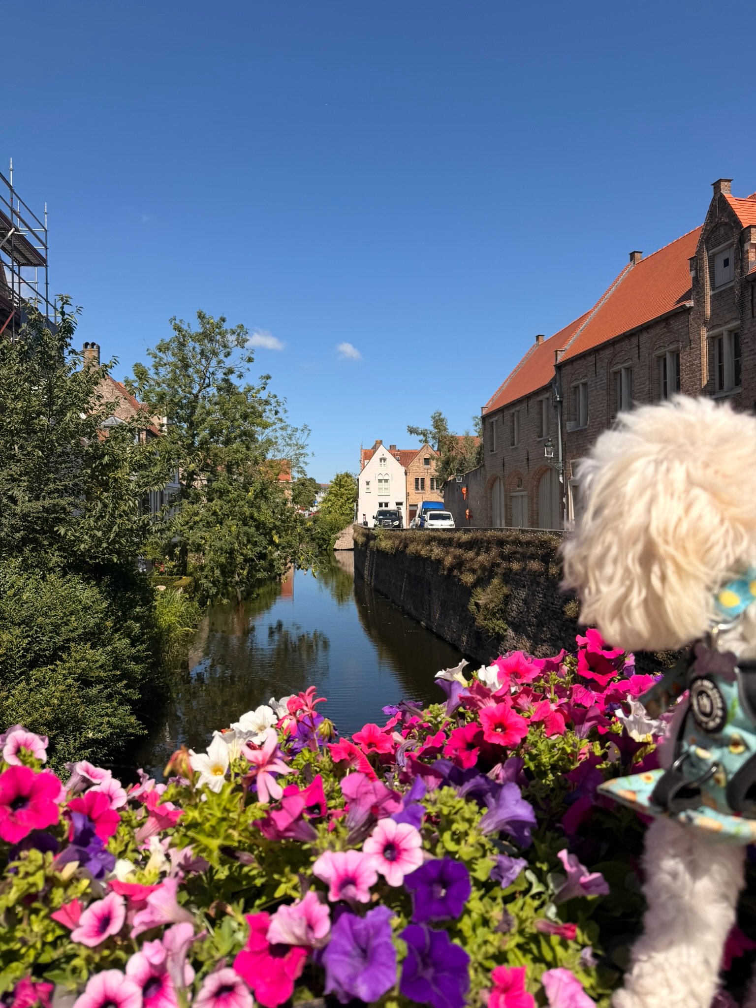 One more canal view, because Bruges does not let up