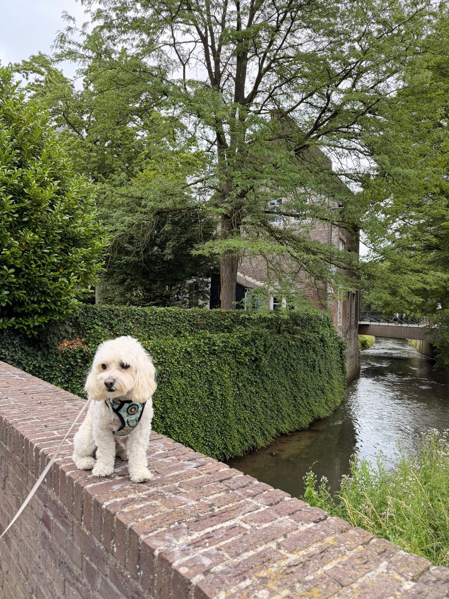 Cookie, winding down by the water