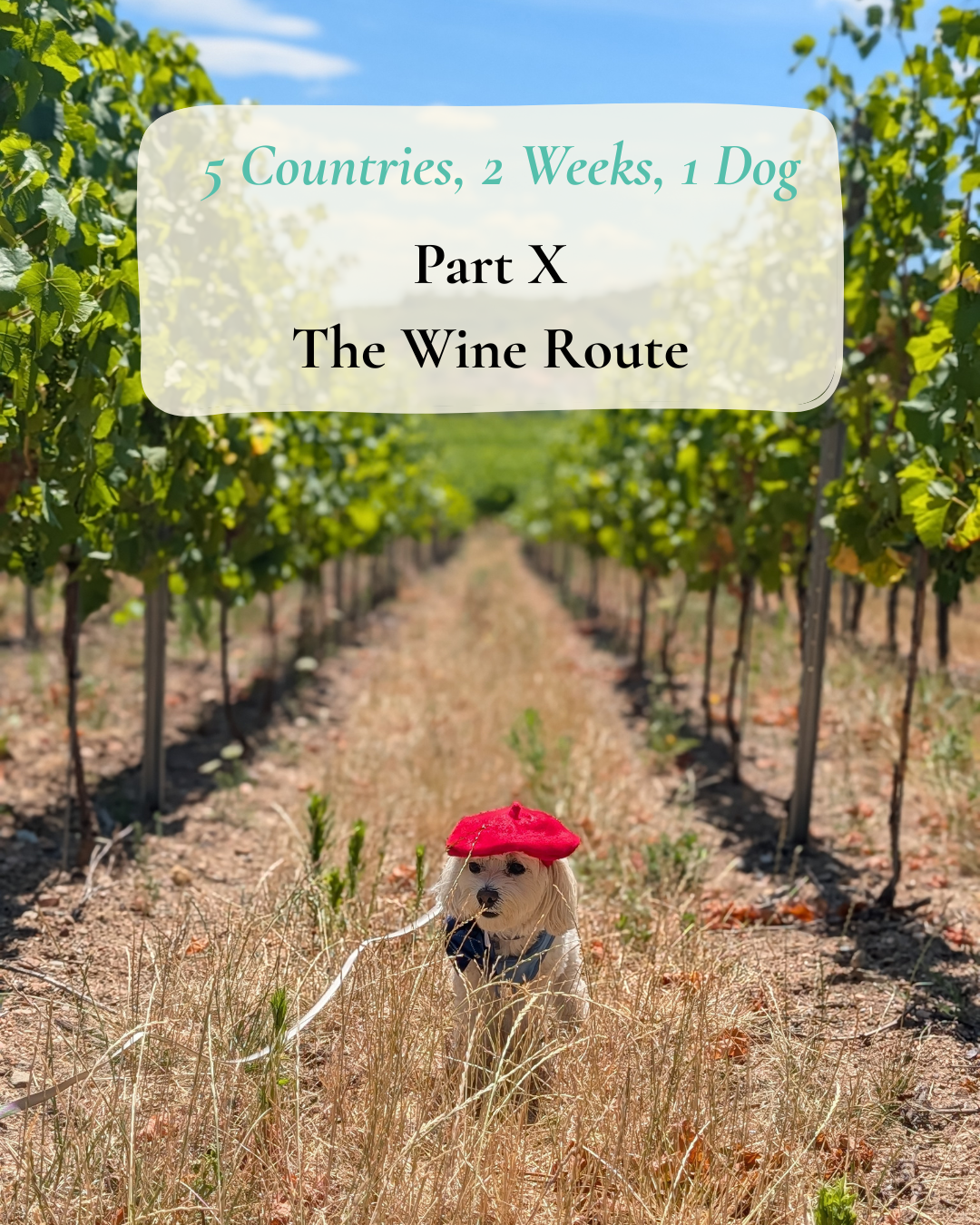 Cover image for Episode 10, The Wine Route, Alsace
