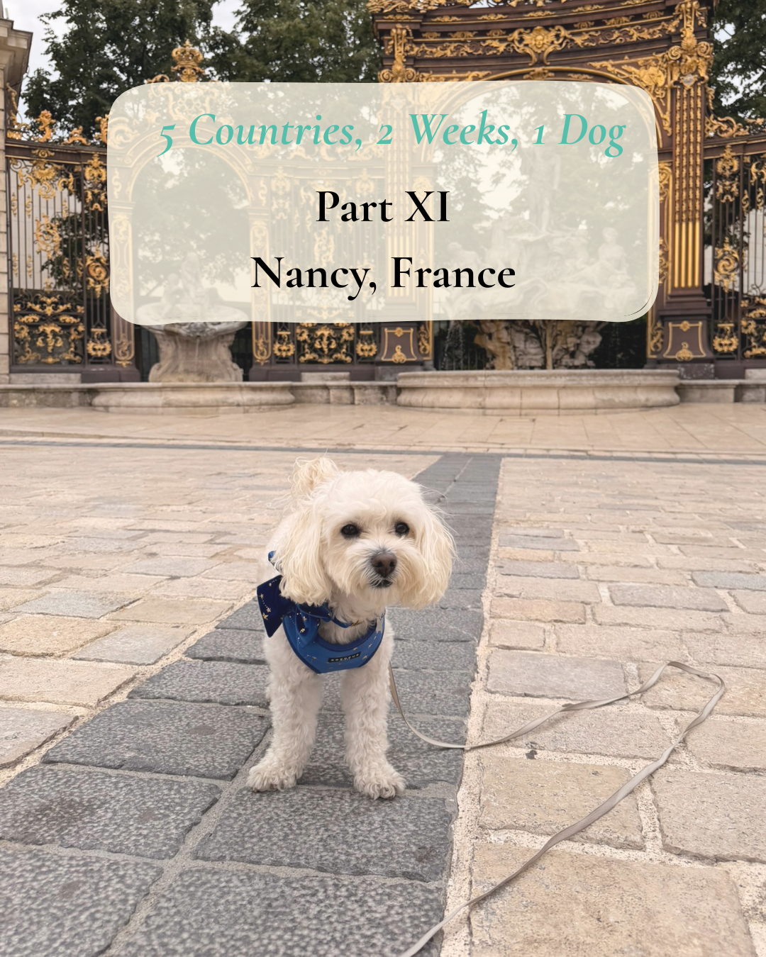 Cookie in Nancy, France