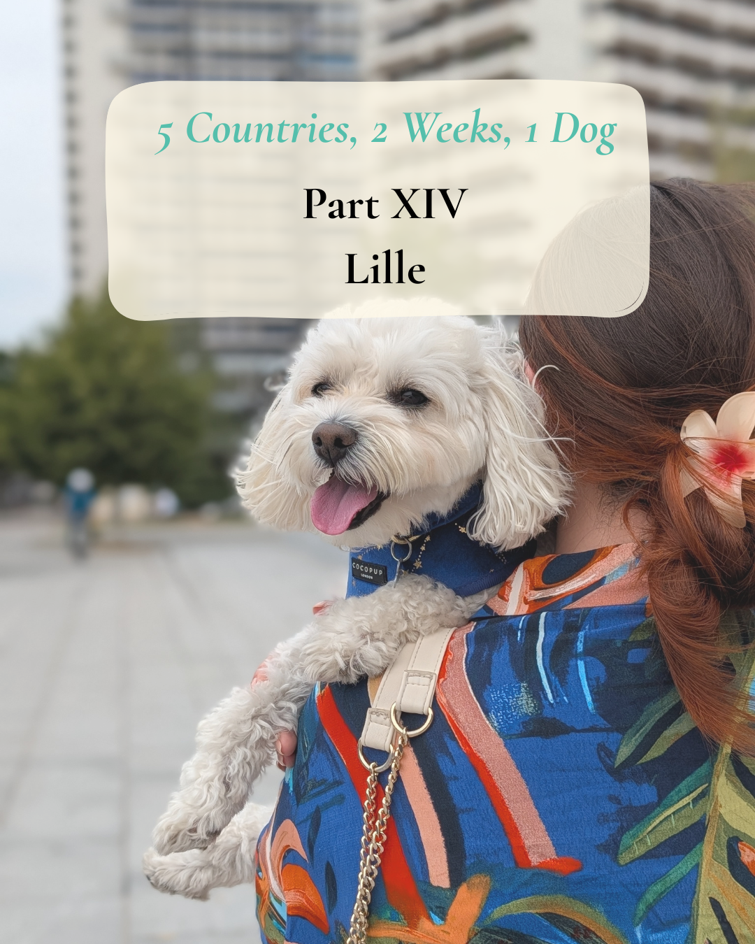 Cookie in Lille, France