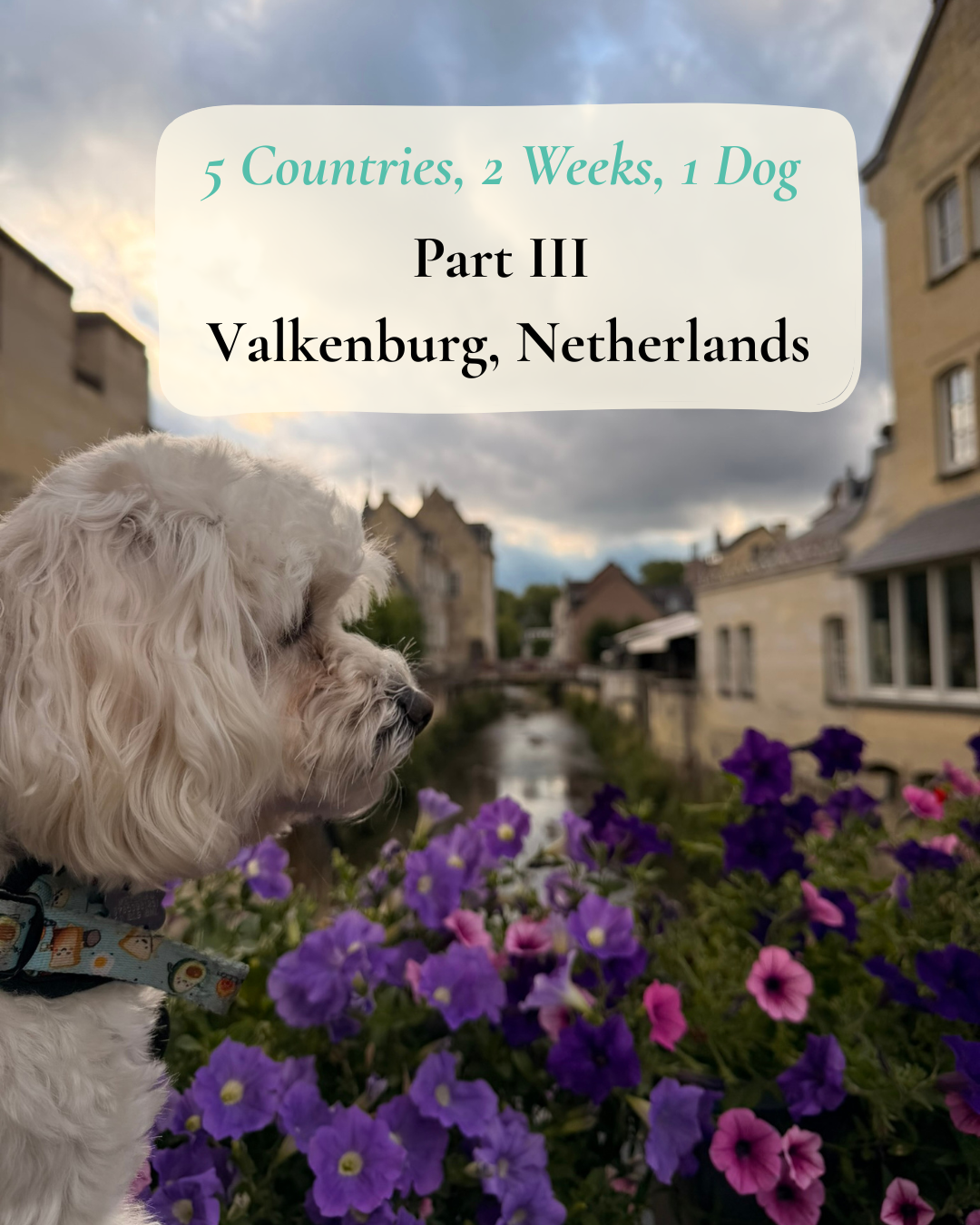 Cookie the Maltipoo looking down a flower-lined canal in Valkenburg, Netherlands, with the title 5 Countries, 2 Weeks, 1 Dog, Part III, Valkenburg