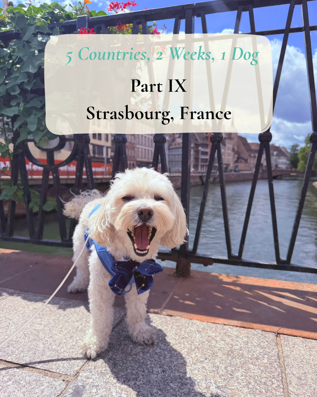 5 Countries, 2 Weeks, 1 Dog - Part IX - Strasbourg, France