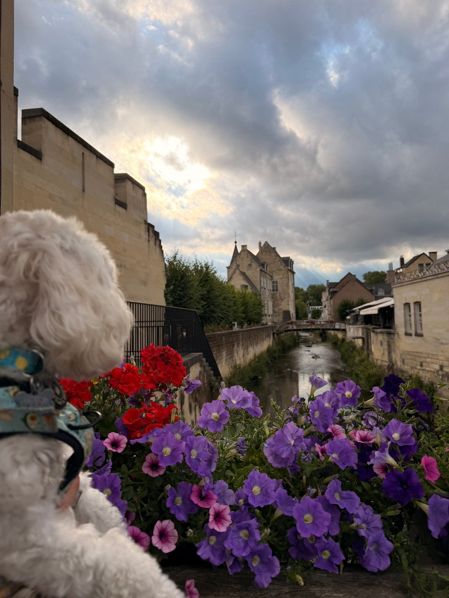 Cookie the white Maltipoo on a flower-covered bridge looking down the Geul river in Valkenburg at sunset