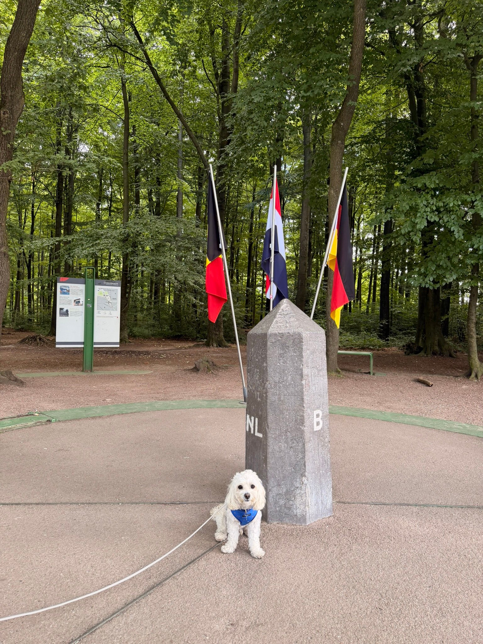 Cookie sitting in front of the Belgian, Dutch and German flags at Drielandenpunt
