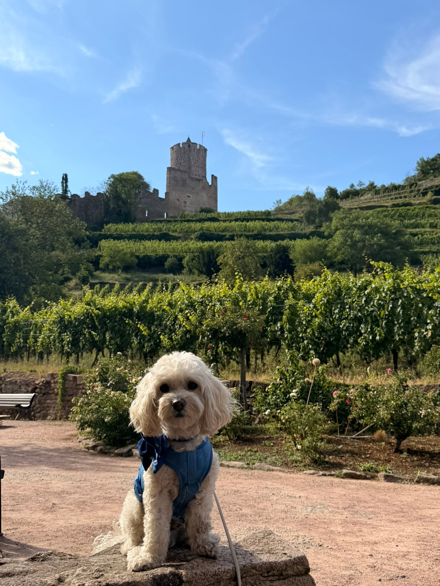 Ruined castle above Kaysersberg