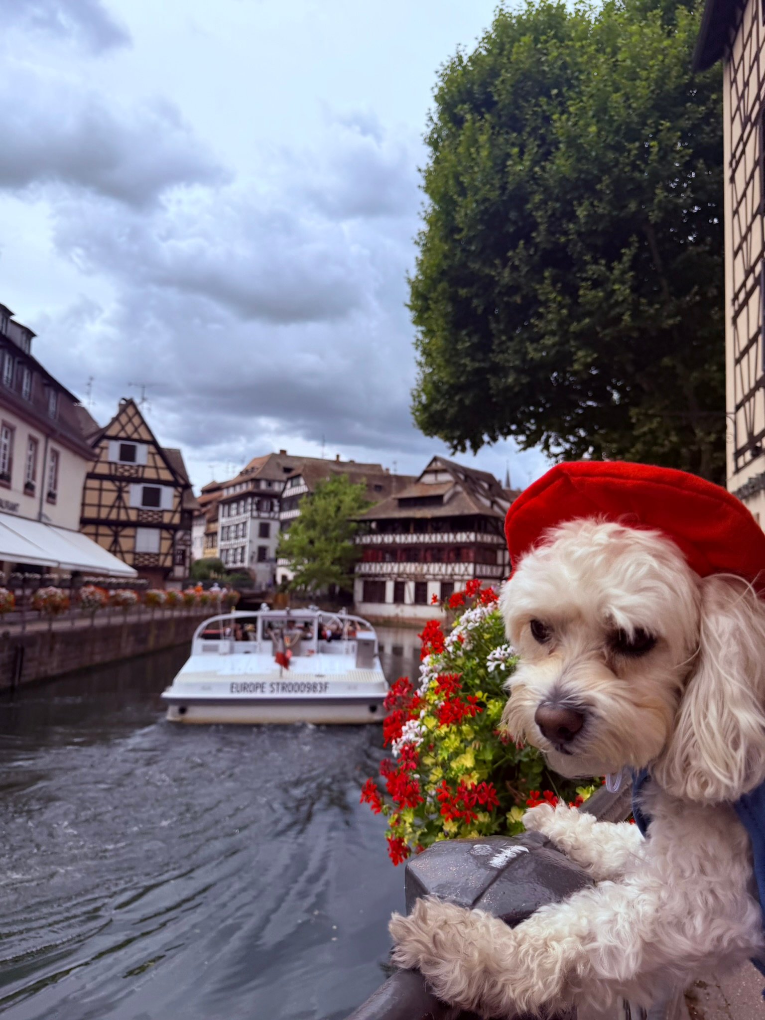 Cookie wearing a beret in Petite France, Strasbourg