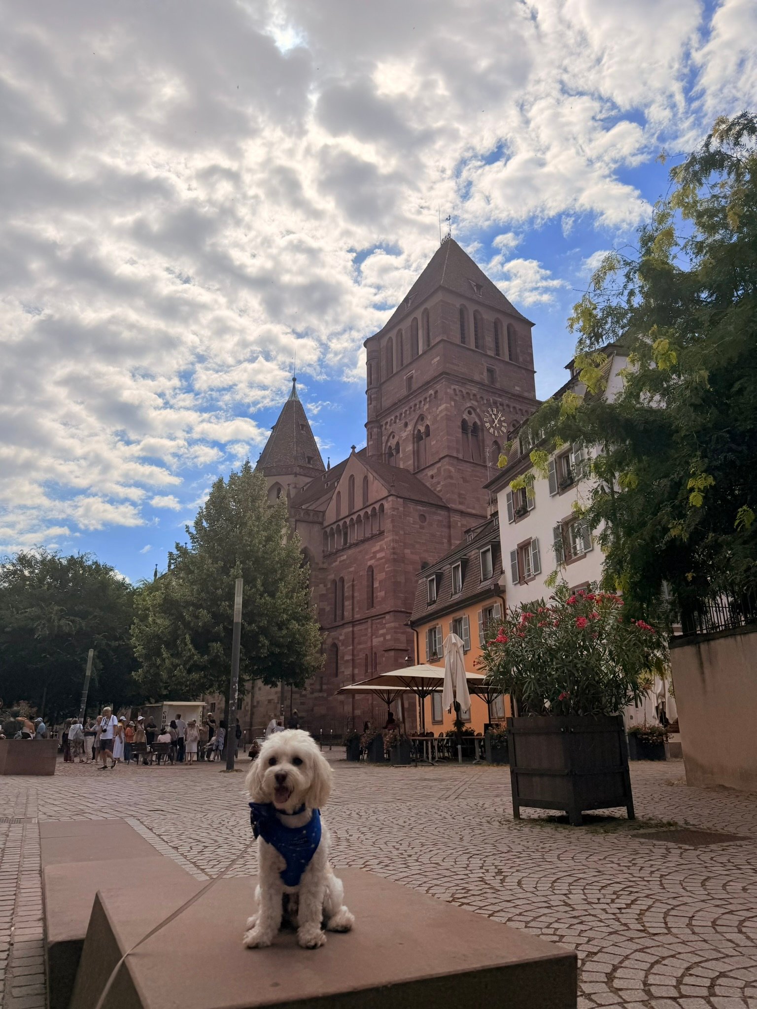 Cookie in front of St Thomas' Church in Strasbourg