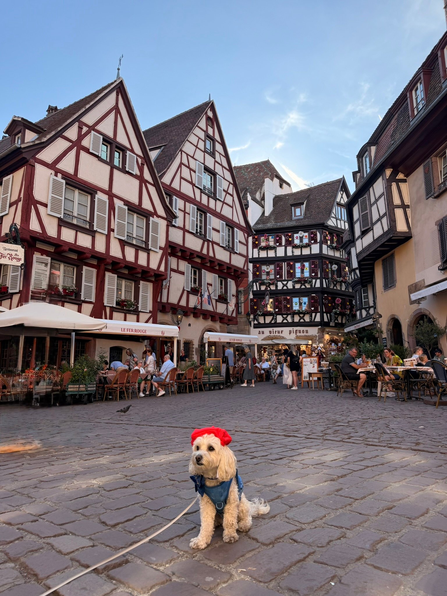Cookie the Maltipoo in Colmar