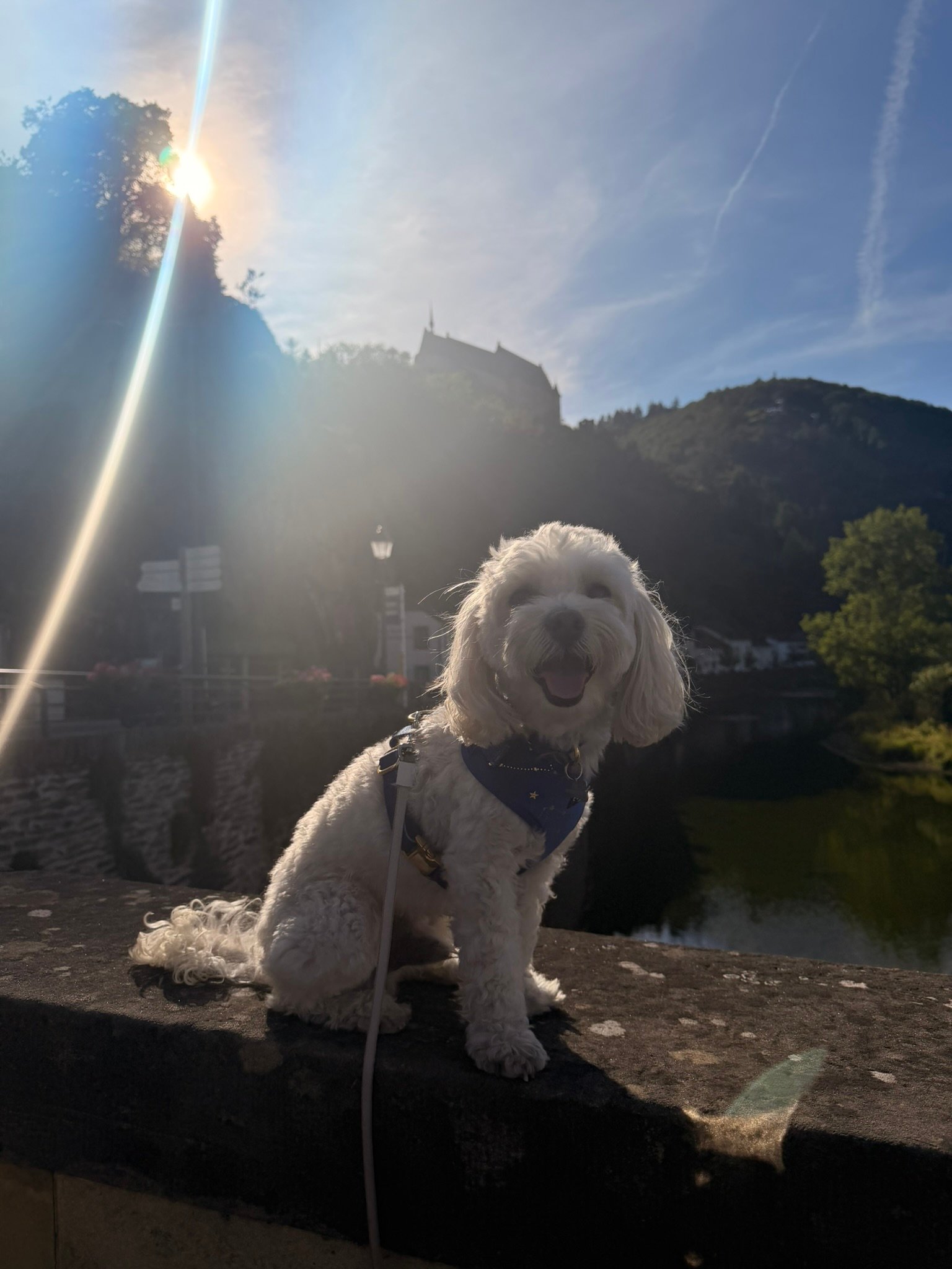Cookie by the stream running through Vianden