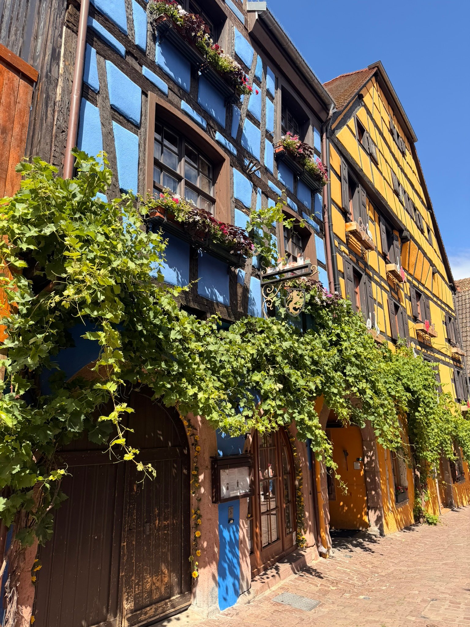 House decorated with grapevines in Riquewihr