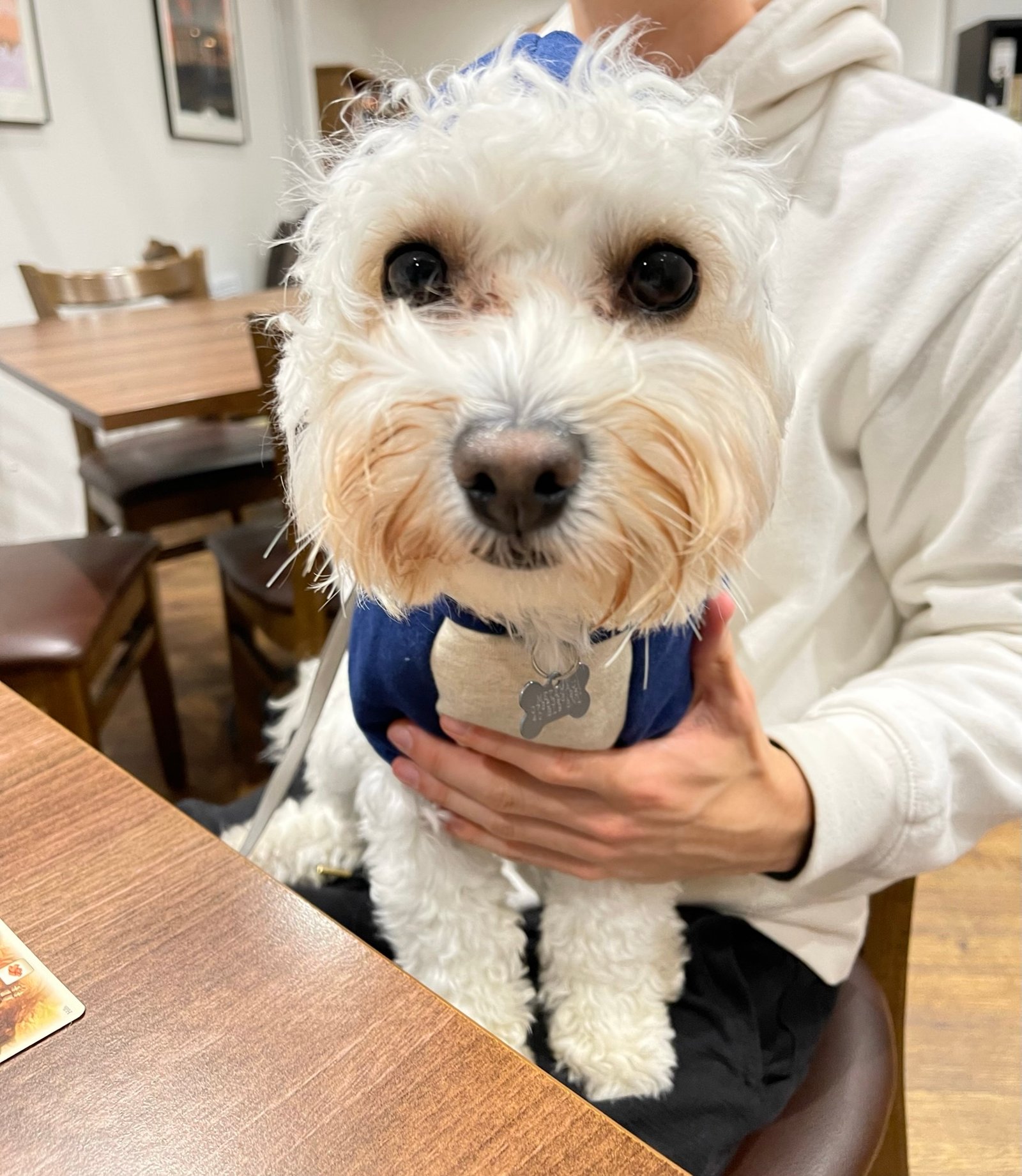 A dog-friendly board games café in Bath