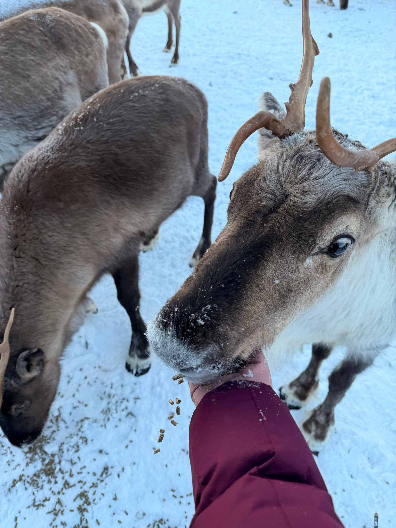 Feeding the reindeer