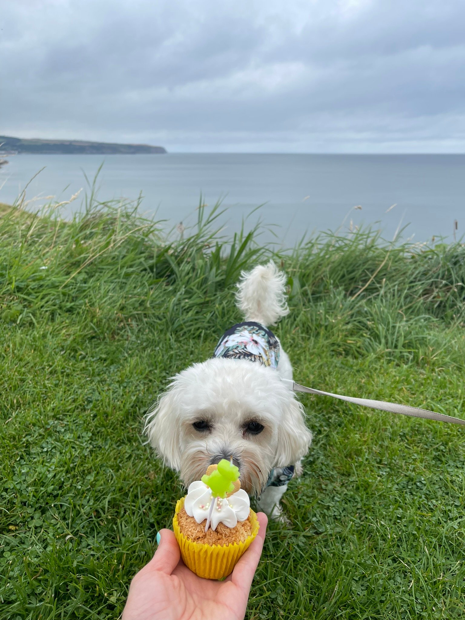 Cookie in Whitby