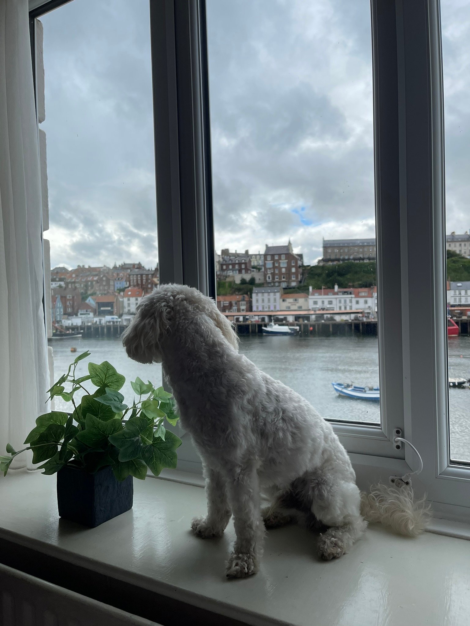 Our dog-friendly accommodation in Whitby