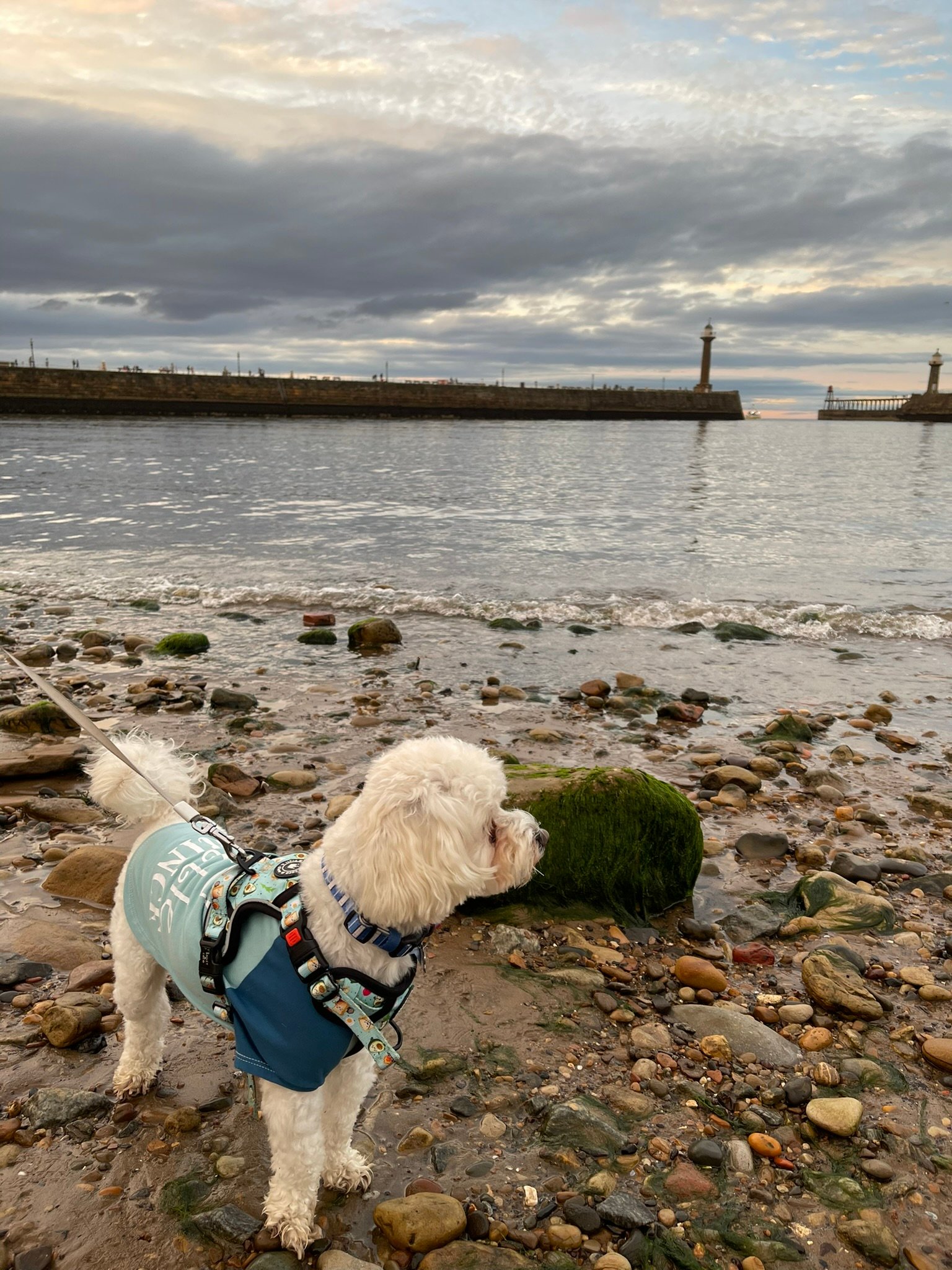 Cookie on the beach in Whitby