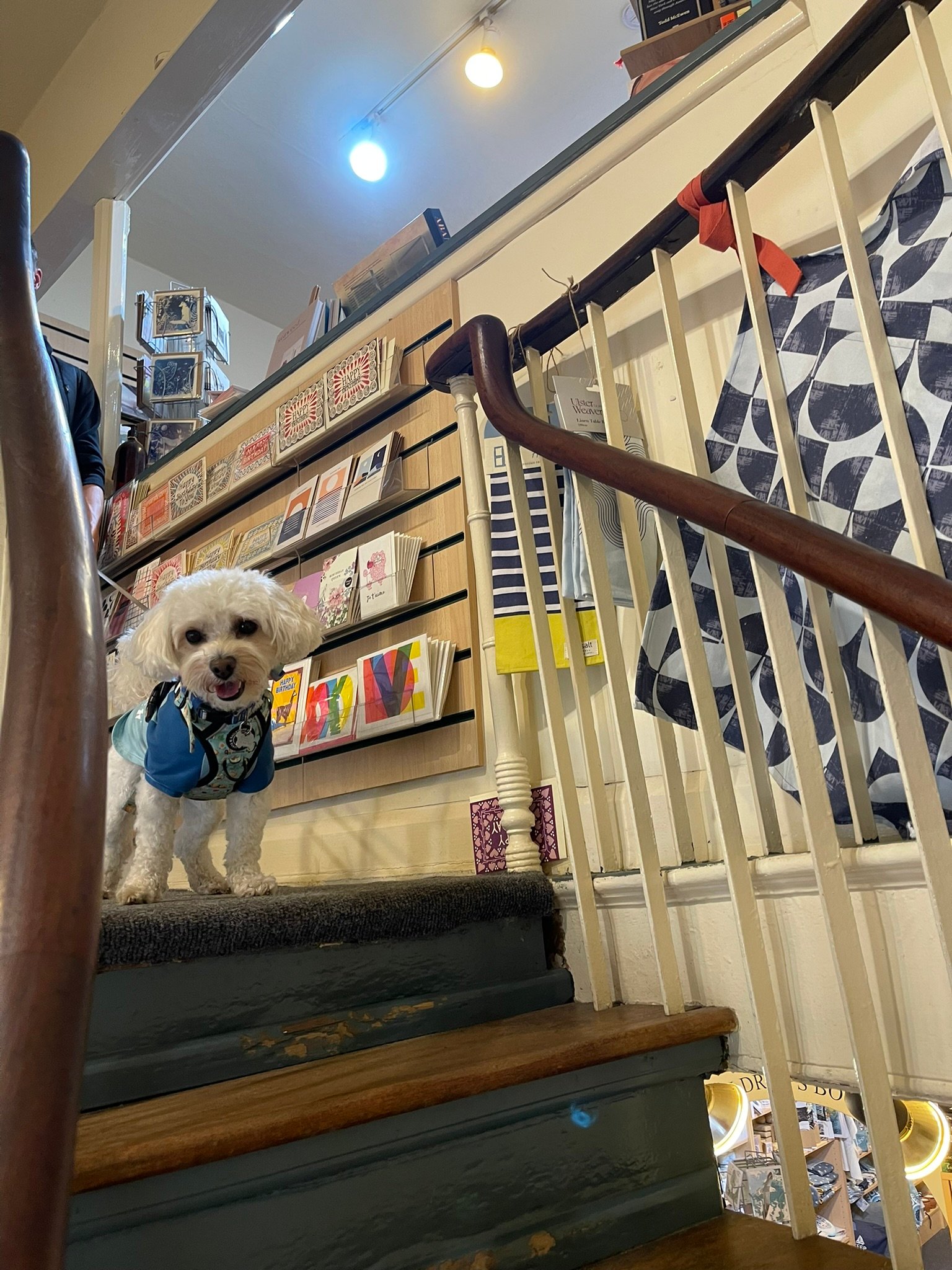 Cookie at a shop in Whitby