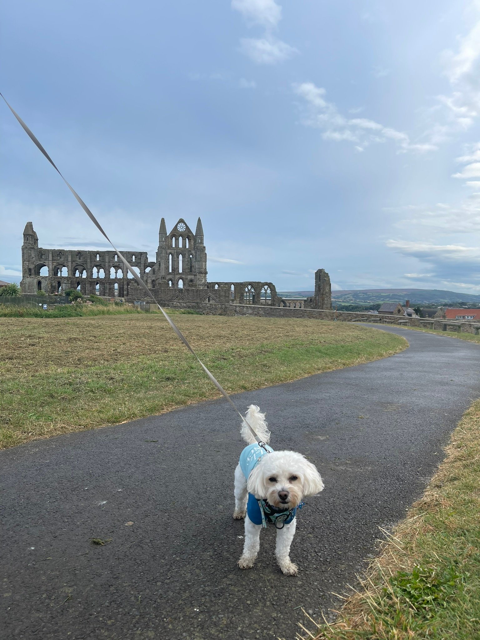 Cookie in Whitby