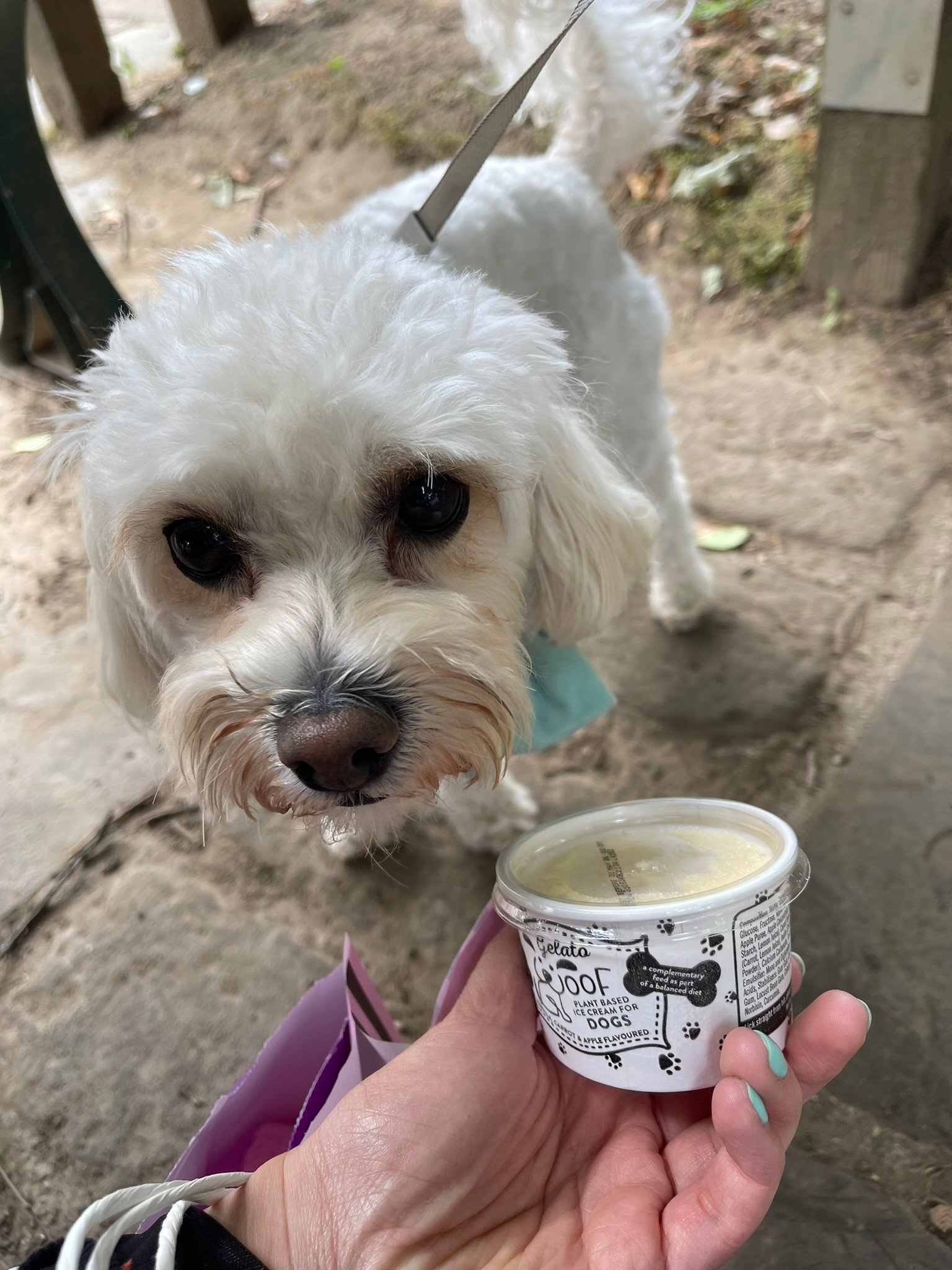 Doggy ice cream in York